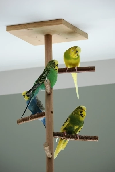 Wellensittich-Bild: Hier sind alle 4 zu sehen: oben rechts Pepe, der geschwätzige Hahn, der für sein Leben gern schaukelt. In der Mitte Piet, der ruhige und schüchterne Hahn. Links hinten sitzt Coco, die schlaue und elegante (mit Pepe ein Paar). Und unten rechts sitzt Kiwi, die dominante Henne, die auch geschwätzig und laut ist. 