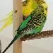 Piet