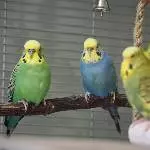 Piet und Coco