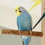 Coco, die Elegante