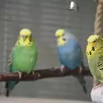 Kiwi, die dominante Henne