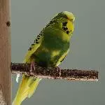 Kiwi, die dominante Henne2