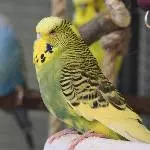 Kiwi, die dominante Henne3