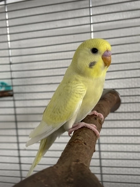 Neuzugang Milo