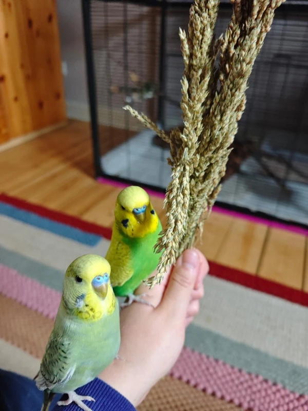 Wellensittich-Bild: Justus und Milo mit ihrem Lieblingsfutter.