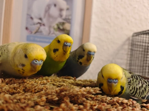 Von links nach rechts -> Justus, Milo, Bruno und Titus