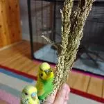 Justus und Milo