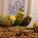 Von links nach rechts -> Justus, Milo, Bruno und Titus