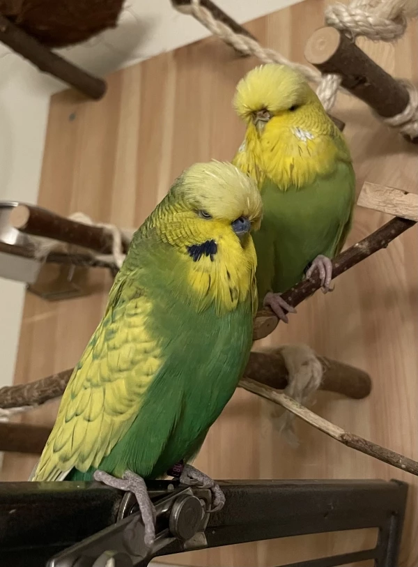  Wilma (re) und ihr Partner (li)