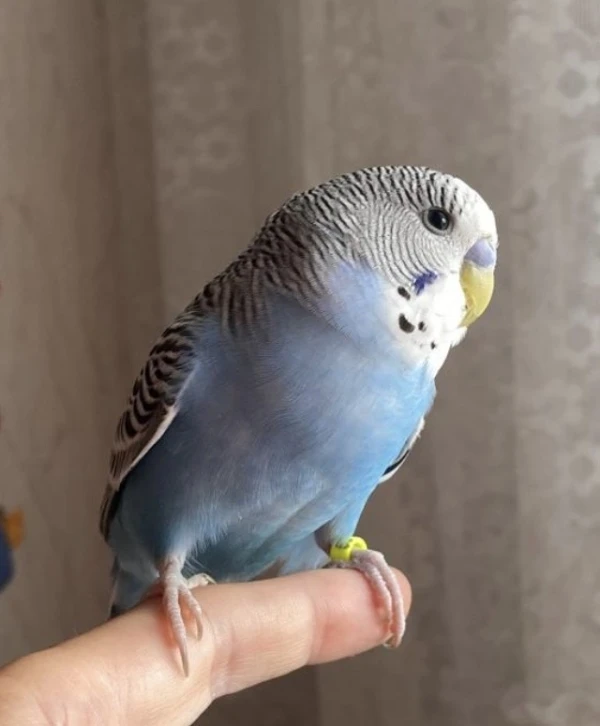 Alwin auf meinem Finger