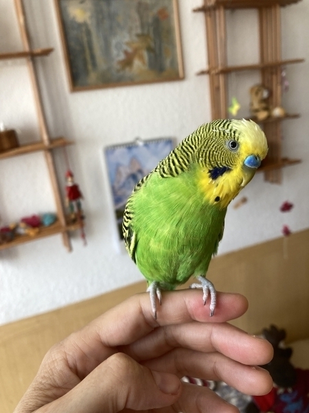 Coco