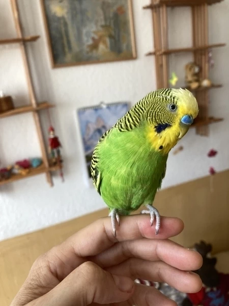 Wellensittich-Bild: Coco genießt die Spätsommersonne im Vogelzimmer.