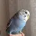 Alwin