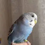 Alwin auf meinem Finger