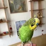Coco auf meiner Hand