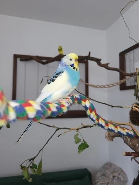 Chica in Ihrer Hülle und Fülle