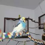 Chica in Ihrer Hülle und Fülle 