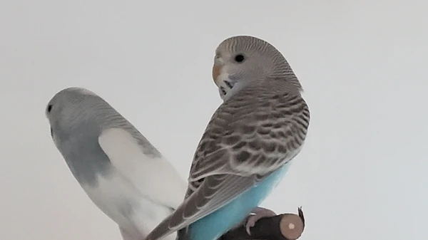 Bluey im September 2026