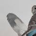 Bluey im September 2026