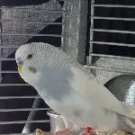 Negy vom 24.09.26