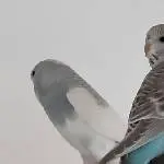 Bluey im September 2026