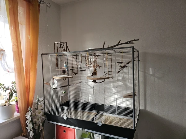 Wellensittich-Bild: Man sieht, der Käfig ist super groß und kann mit einem Gitter mittig für die Kennenlernphase  getrennt werden.