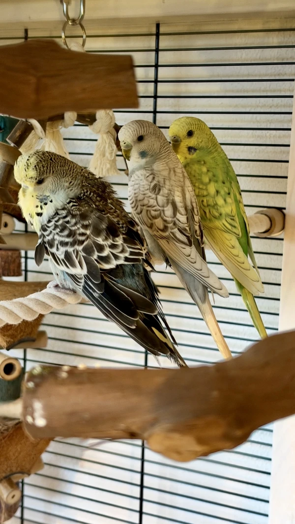 Wellensittich-Bild: Auf der Stange, sitzen sie da. <3