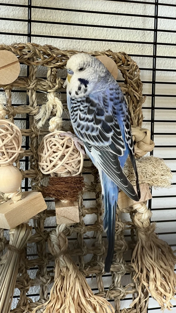 Wellensittich-Bild: Hansi beim Spielen an der Kletterwand.