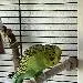 Roesli