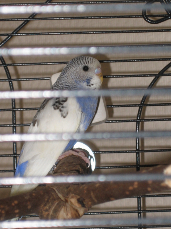 PHPSESSID