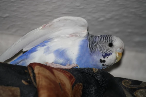 Wellensittich-Bild: Bild Paulinchen
