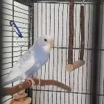 Carolinchen2
