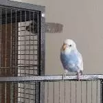 Carolinchen