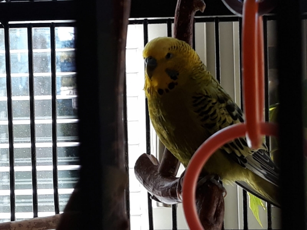 SUSI