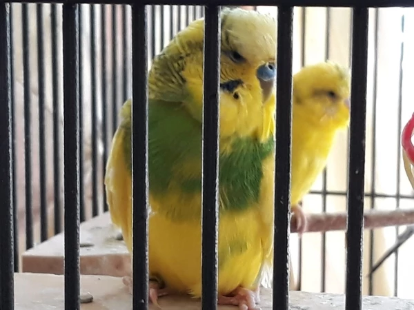 Wellensittich-Bild: Buddy ist nicht mehr so gut zu Fuß, deswegen liebt er es auf der Aussichtsplattform Frauchen zu beobachten ❤