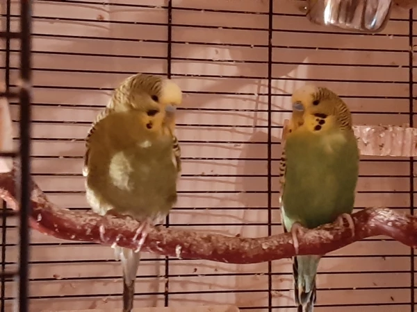 Wellensittich-Bild: Zarte Liebe..♡