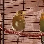 Gocki und Bienchen 