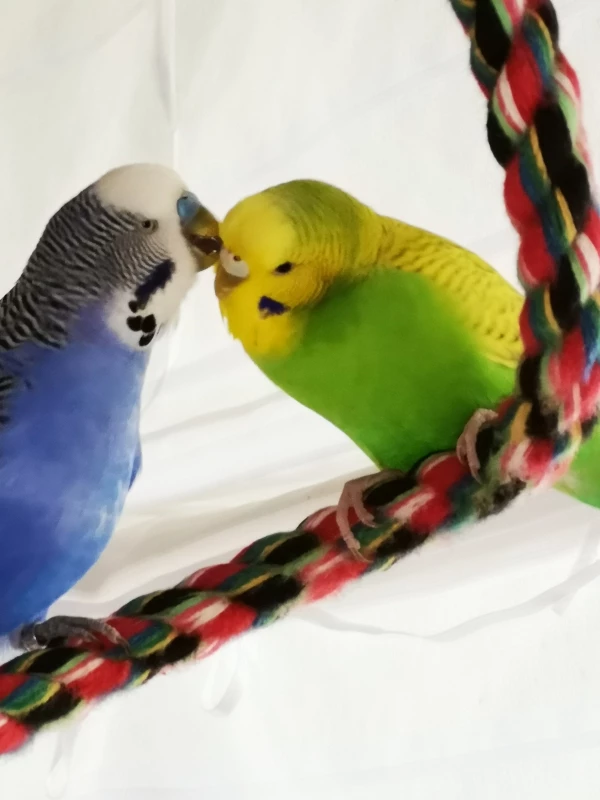 Wellensittich-Bild: Liebe auf den 1. Blick