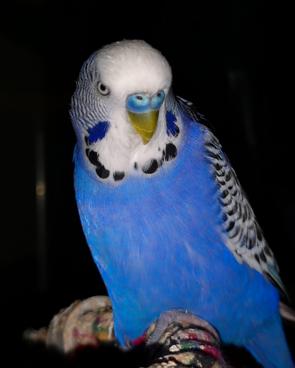 PHPSESSID