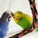 Tweety