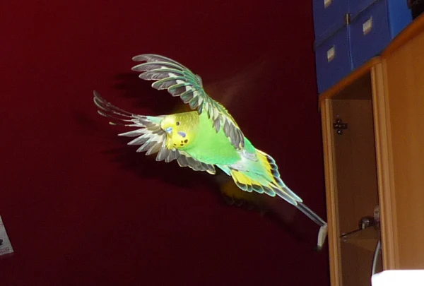 Wellensittich-Bild: Leider ein kleines Bisschen verwackelt, aber seine Farben kommen toll zur Geltung <3