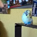 Smartie - Der bunte Wellensittich