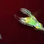 Pascha beim Freiflug