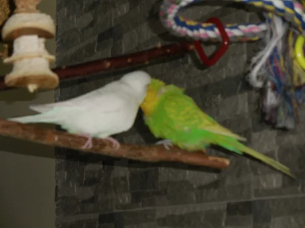 Wellensittich-Bild: Flori putzt Snupy, dann möchte sie sicher etwas.