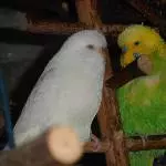 Flori und Snupy