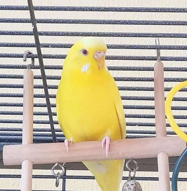 Wellensittich-Bild: Sie strahlt mit der Sonne um die Wette. 