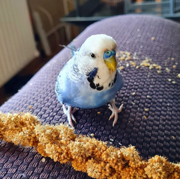 PHPSESSID
