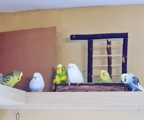 Wellensittich-Bild: Eine absolute Seltenheit, dass mal alle so brav nebeneinander still sitzen - und die Felo auch noch schnell genug den Auslöser tätigen konnte :D