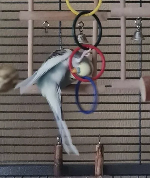 Wellensittich-Bild: für die nachste Olympiade haben wir schon mal jemanden an den Ringen