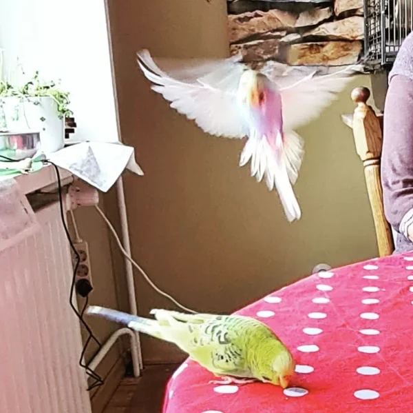 Wellensittich-Bild: Dodo ahnt noch nichts ;)